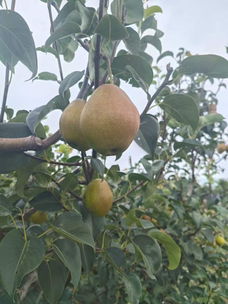 【推荐】陕西红香酥梨脆甜大量上市货源充足欢迎咨询