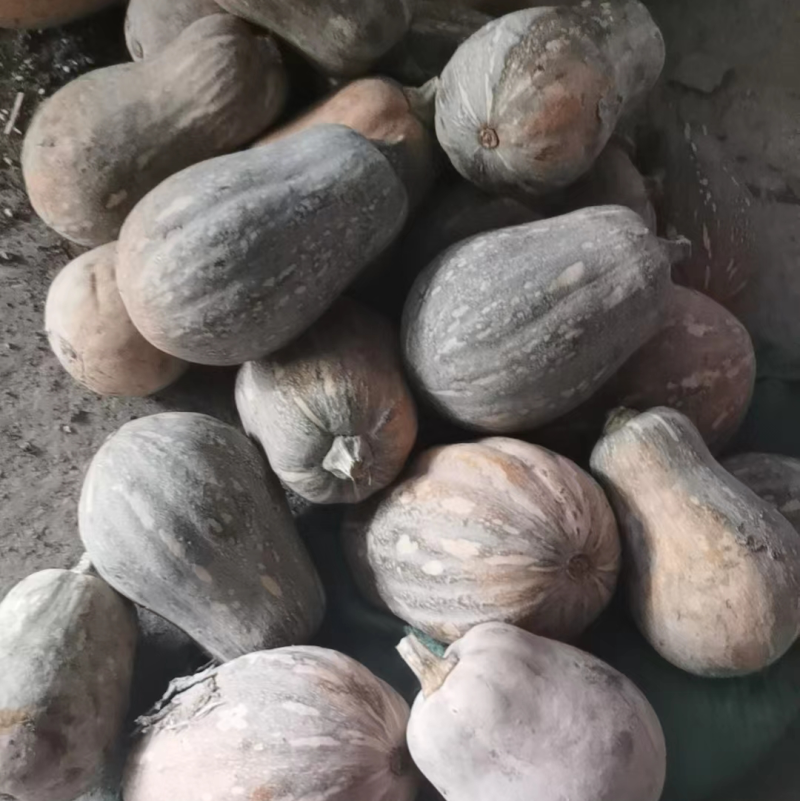 4000亩种植基地。金美3号大量供应