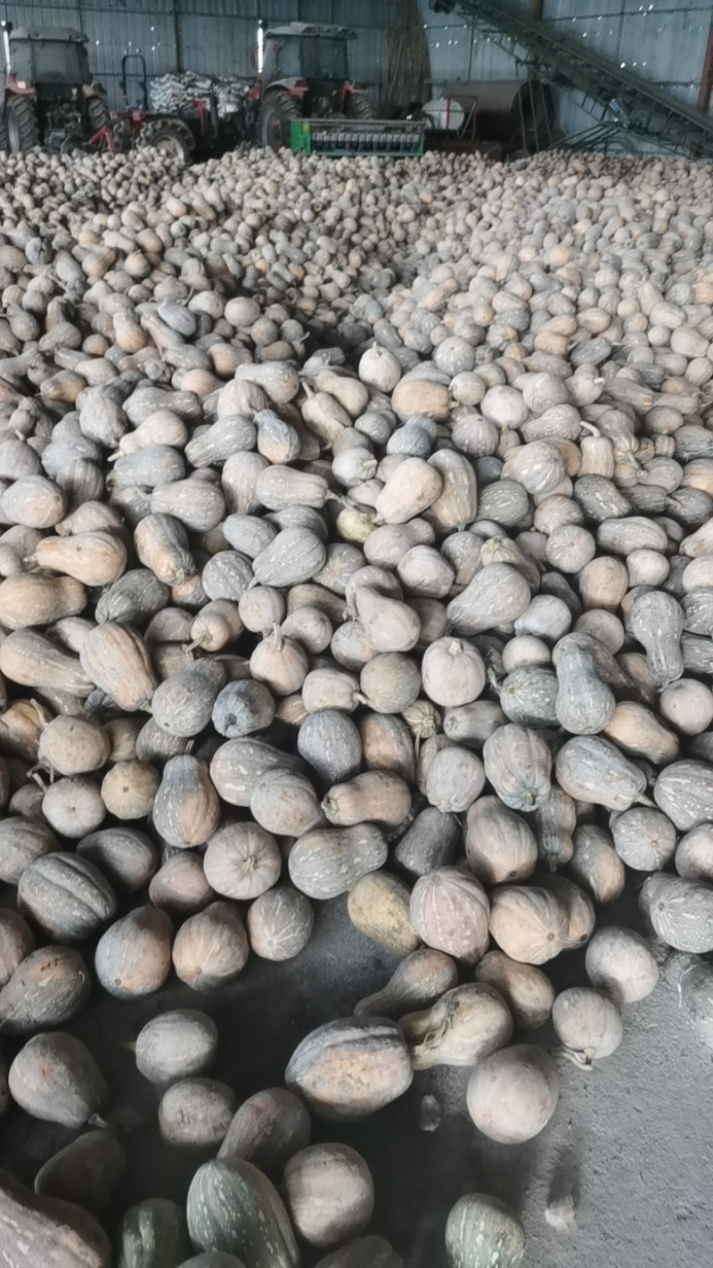 4000亩种植基地。金美3号大量供应