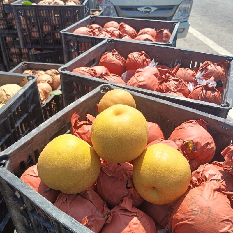 安徽产区，圆黄梨大量上市中，数量大质量好，口感甜产地直发