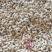 四川金堂新鲜花生红米花生两粒红新鲜花生水洗红米机洗花生