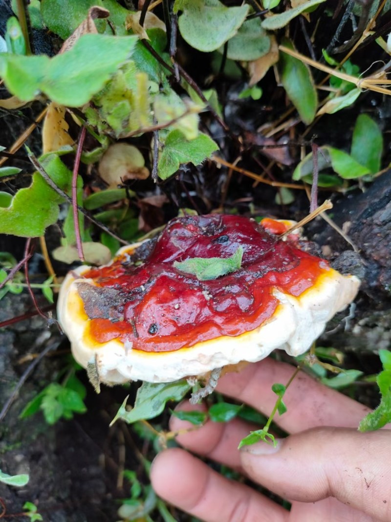 野生灵芝