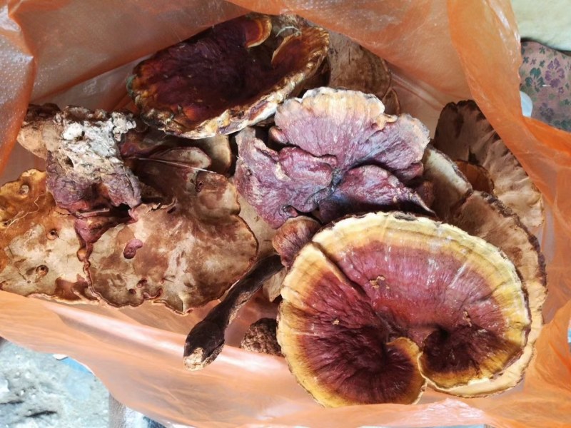 野生灵芝