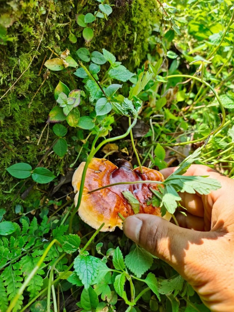 野生灵芝