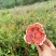 野生灵芝