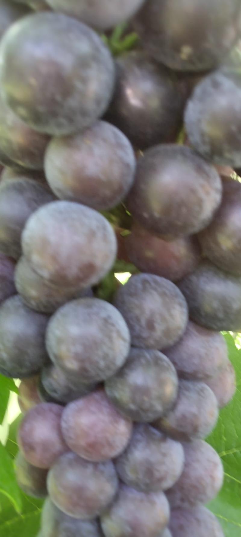 葡萄早熟季节水果开始上市
