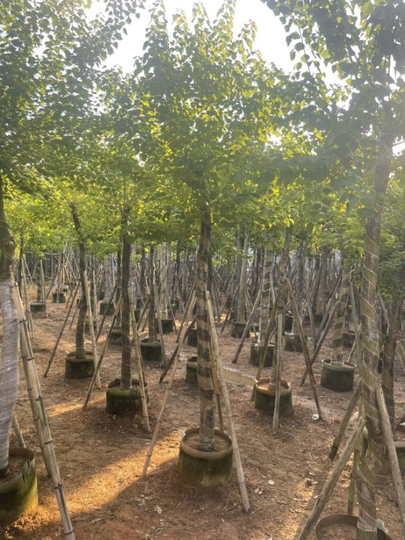 精品乌桕10-12-15分大量现货苗木基地供应产品杀头货
