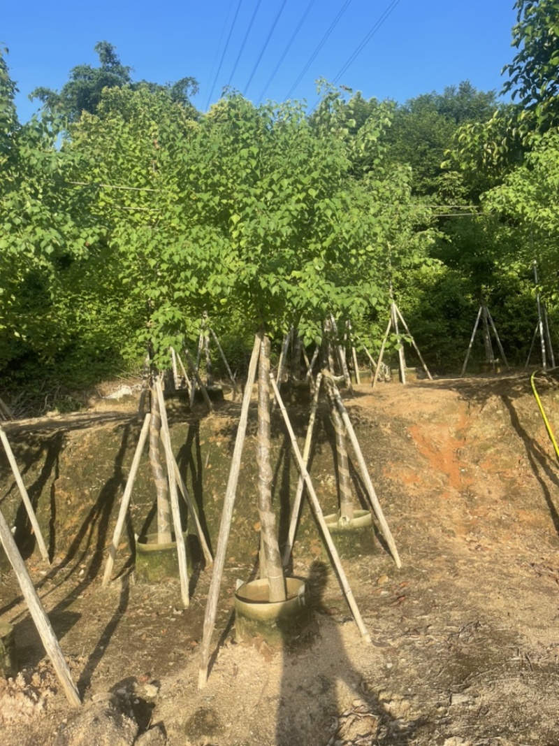 精品乌桕10-12-15分大量现货苗木基地供应产品杀头货