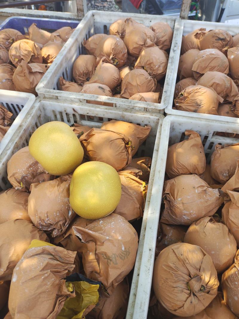 圆黄梨大量有货，质量好口感甜货源充足，产地直发