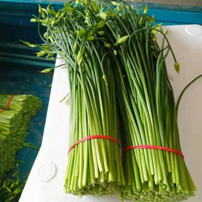 韭苔，河南省高兴果蔬种植基地，现拔现卖，