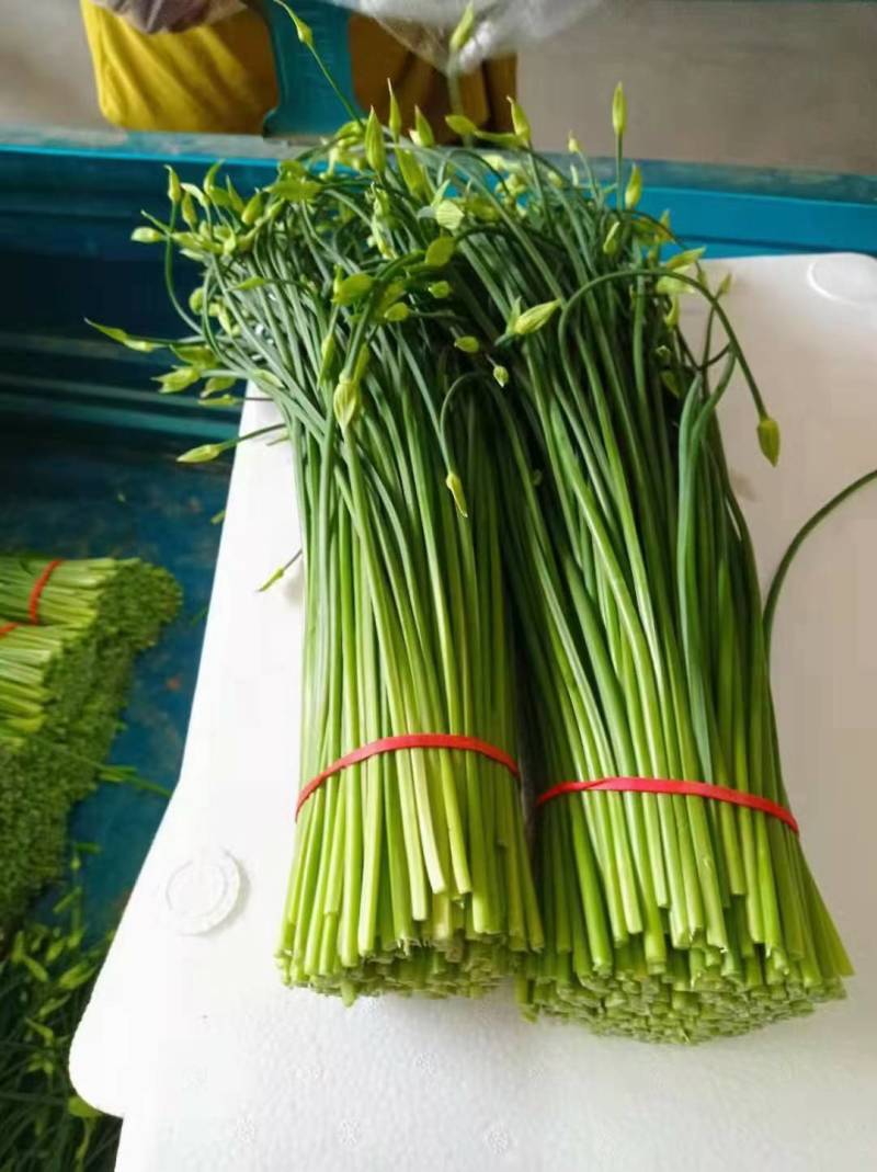 韭苔，河南省高兴果蔬种植基地，现拔现卖，