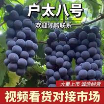 【精选葡萄】营口户太八号葡萄产地直供市场商超欢迎咨询