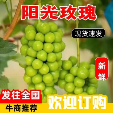 【视频看货】辽宁阳光玫瑰大量上市产地直发全国市场欢迎来电