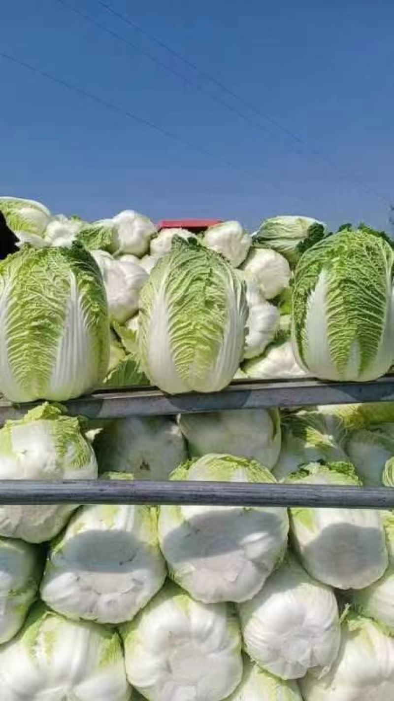黄心大白菜大量上市大小车随到随装，需要提前联系