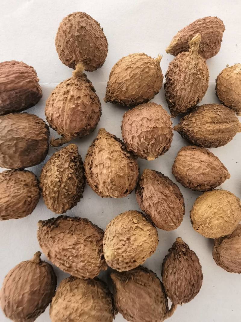 砂仁阳春砂仁嫁接春砂仁选关书药业专注
