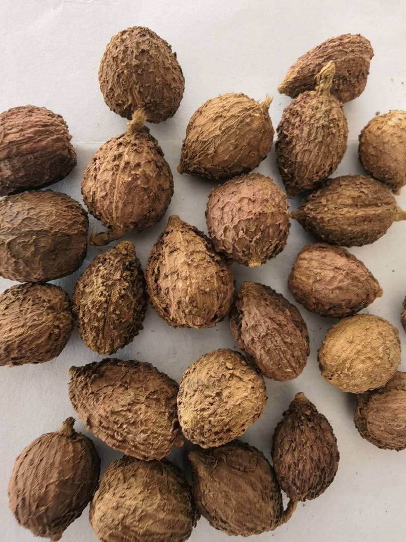 砂仁阳春砂仁嫁接春砂仁选关书药业专注