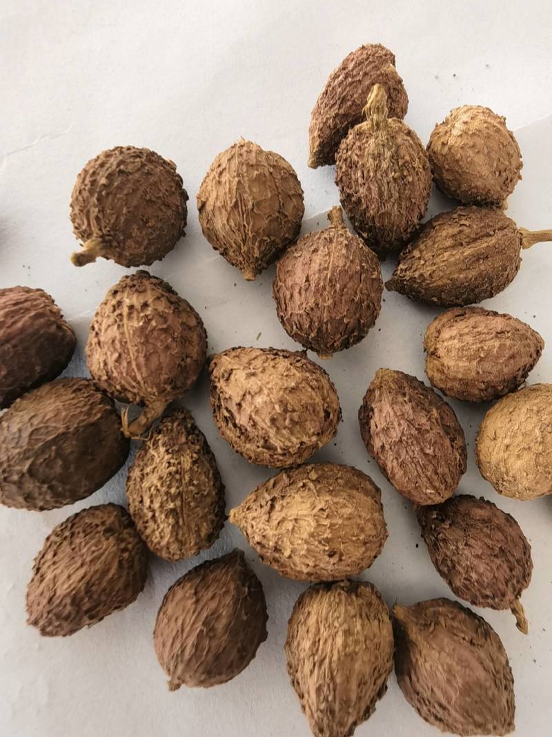 砂仁阳春砂仁嫁接春砂仁选关书药业专注