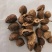 砂仁阳春砂仁嫁接春砂仁选关书药业专注
