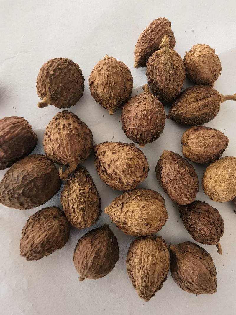 砂仁阳春砂仁嫁接春砂仁选关书药业专注
