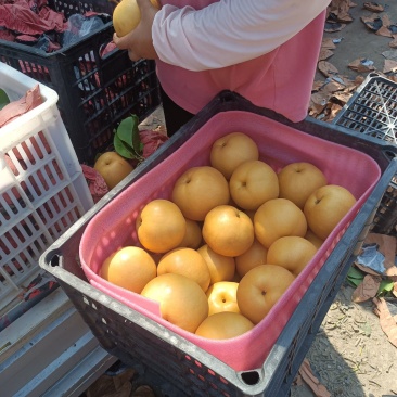 安徽产区，圆黄梨大量上市中，数量大质量好，口感甜产地直发