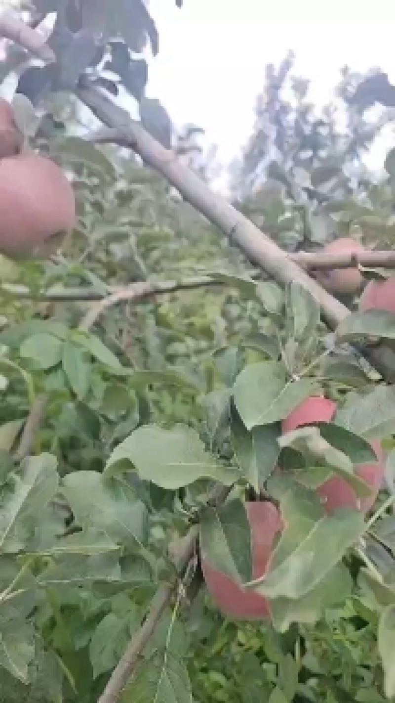 昭通苹果大量上市，有需要的你就甩单过来，电商货也走。