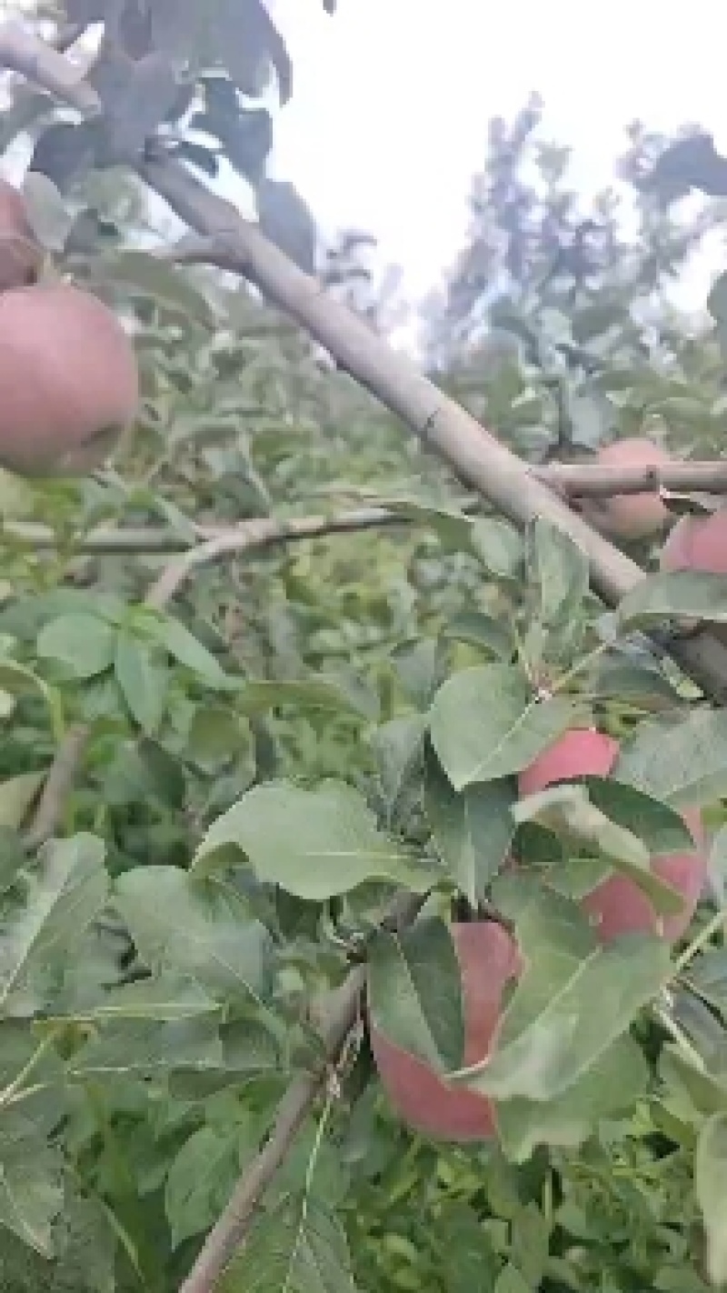 昭通苹果大量上市，有需要的你就甩单过来，电商货也走。