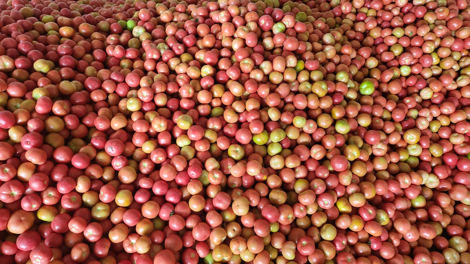 硬粉番茄果实特写
