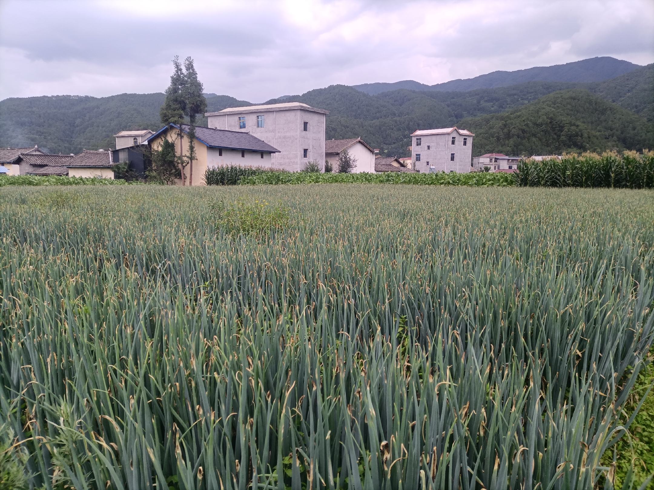 长白葱春季育苗