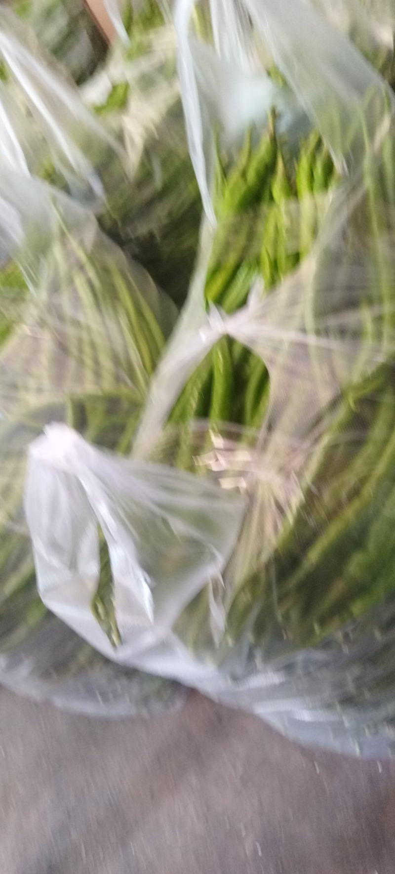 芜湖椒，豇豆，黄线椒茄子密刺黄瓜