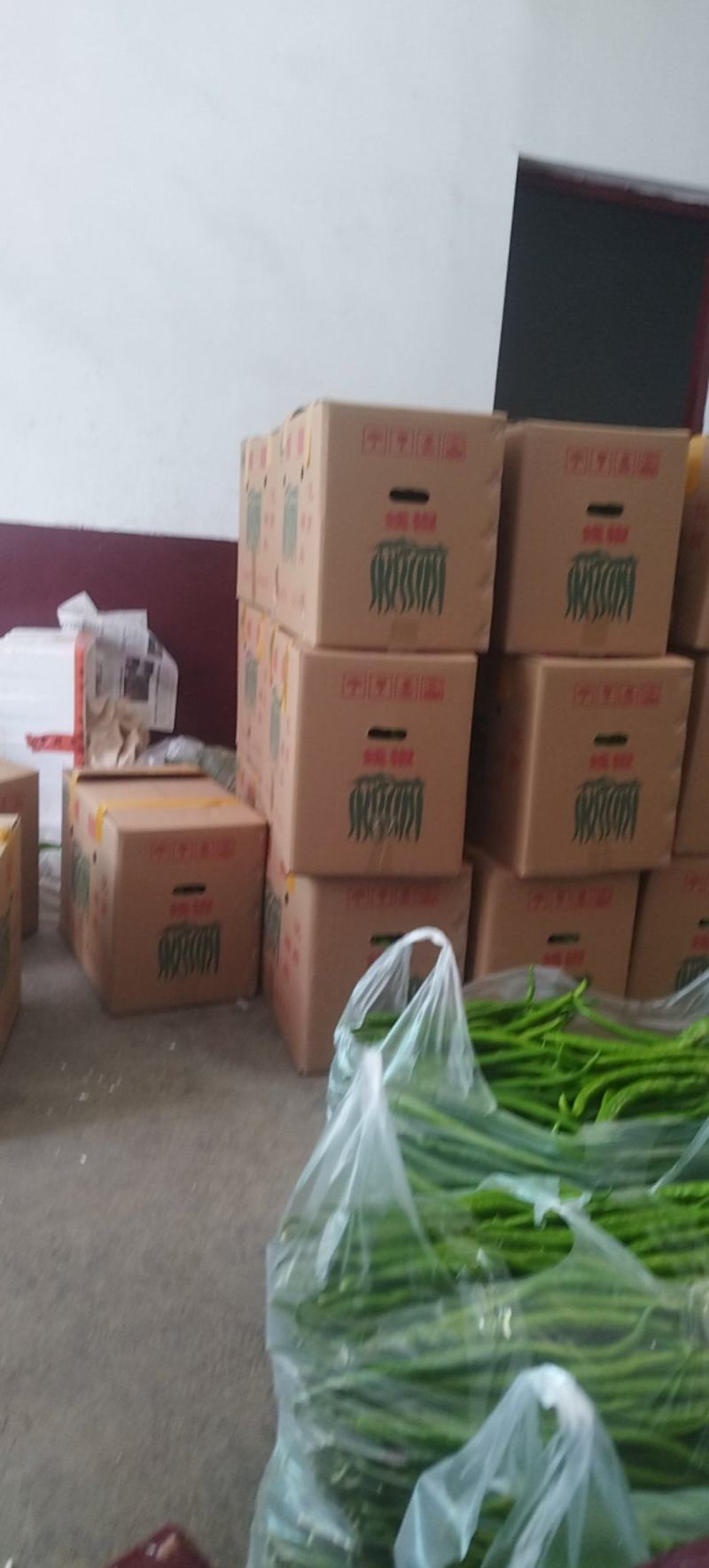芜湖椒，豇豆，黄线椒茄子密刺黄瓜