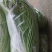 芜湖椒，豇豆，黄线椒茄子密刺黄瓜
