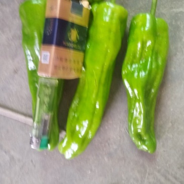 芜湖椒，豇豆，黄线椒茄子密刺黄瓜