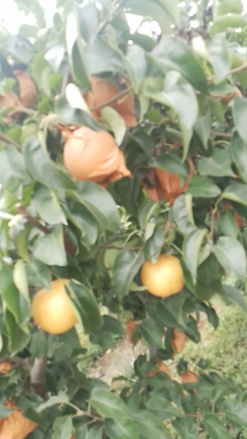 圆黄梨预售
