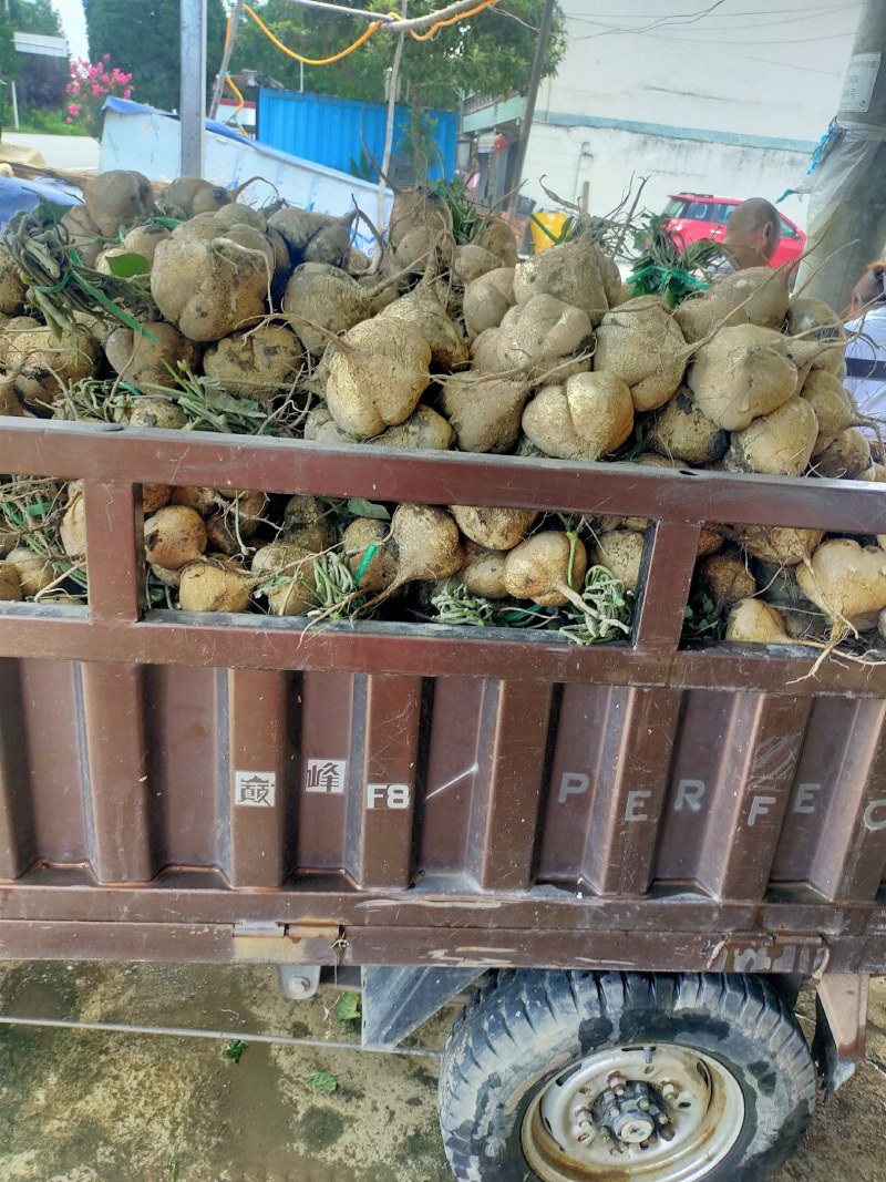 地瓜凉薯