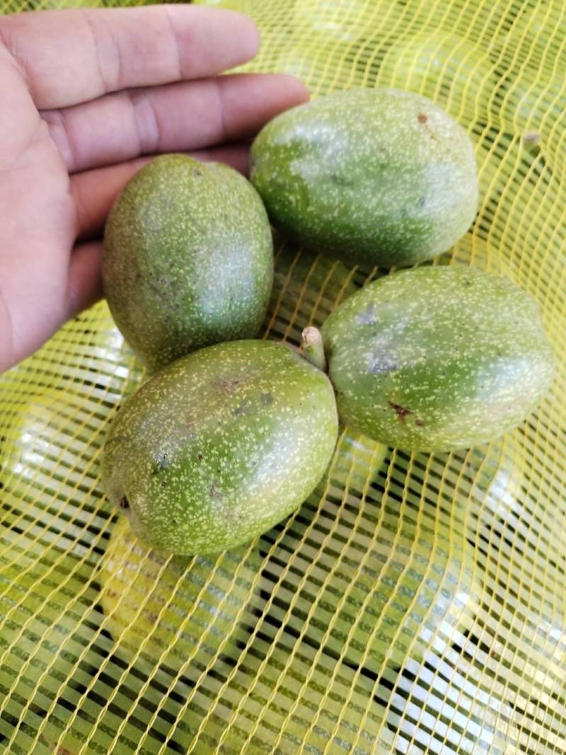 青皮核桃已大量上市货源充足品质保证