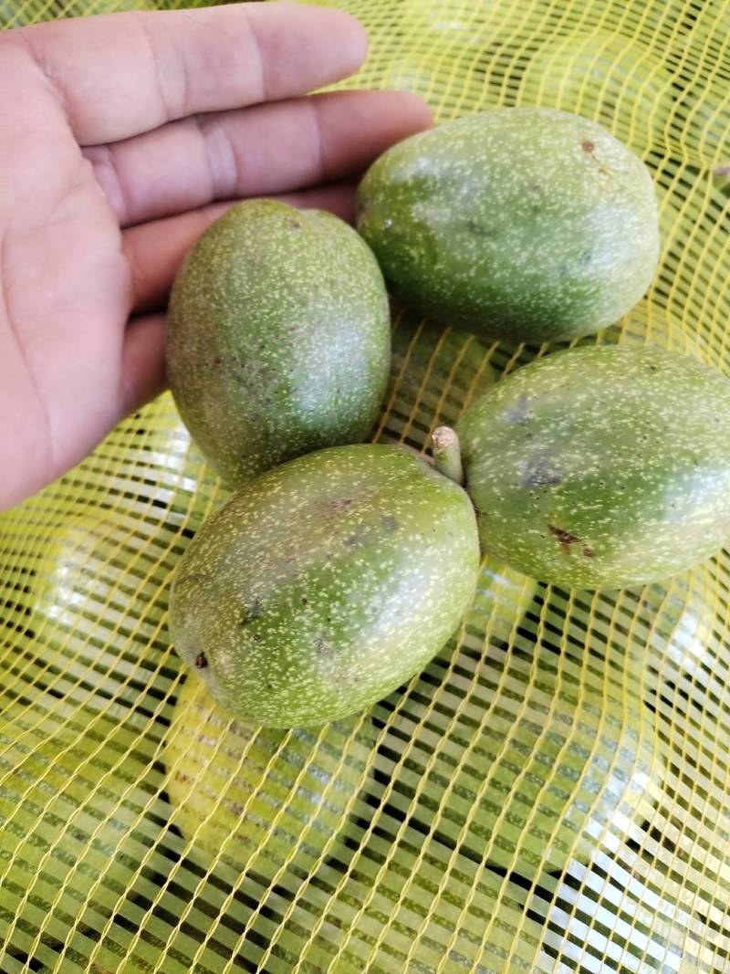 青皮核桃已大量上市货源充足品质保证