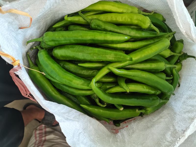 精品青尖椒大量有货欢迎各大商超采购
