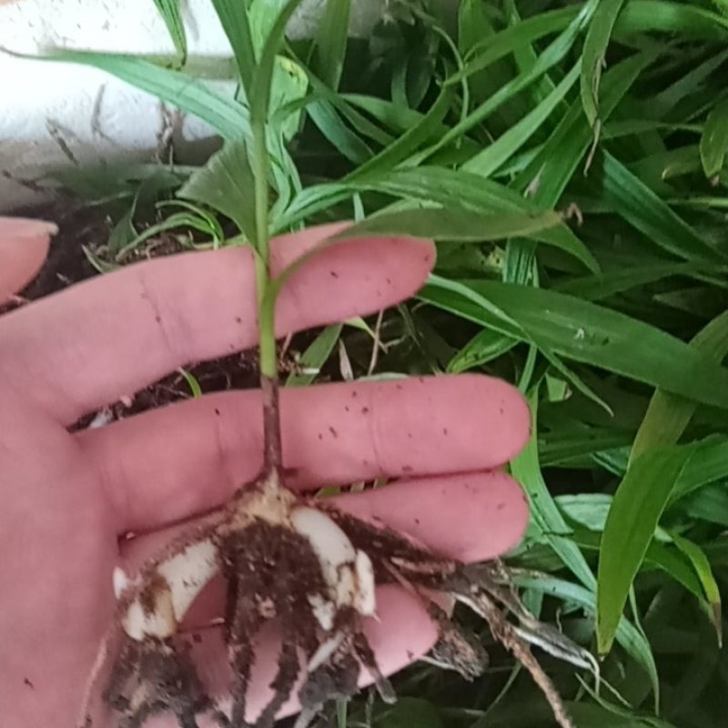 紫花三叉大白芨白芨种苗四川货接受预定