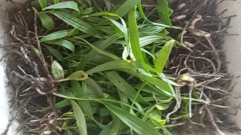 紫花三叉大白芨白芨种苗四川货接受预定