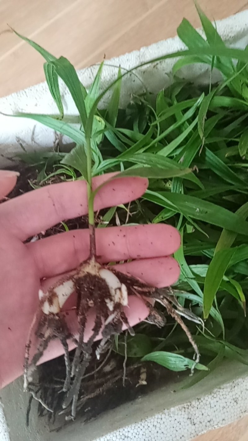 紫花三叉大白芨白芨种苗四川货接受预定