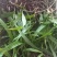 紫花三叉大白芨白芨种苗四川货接受预定