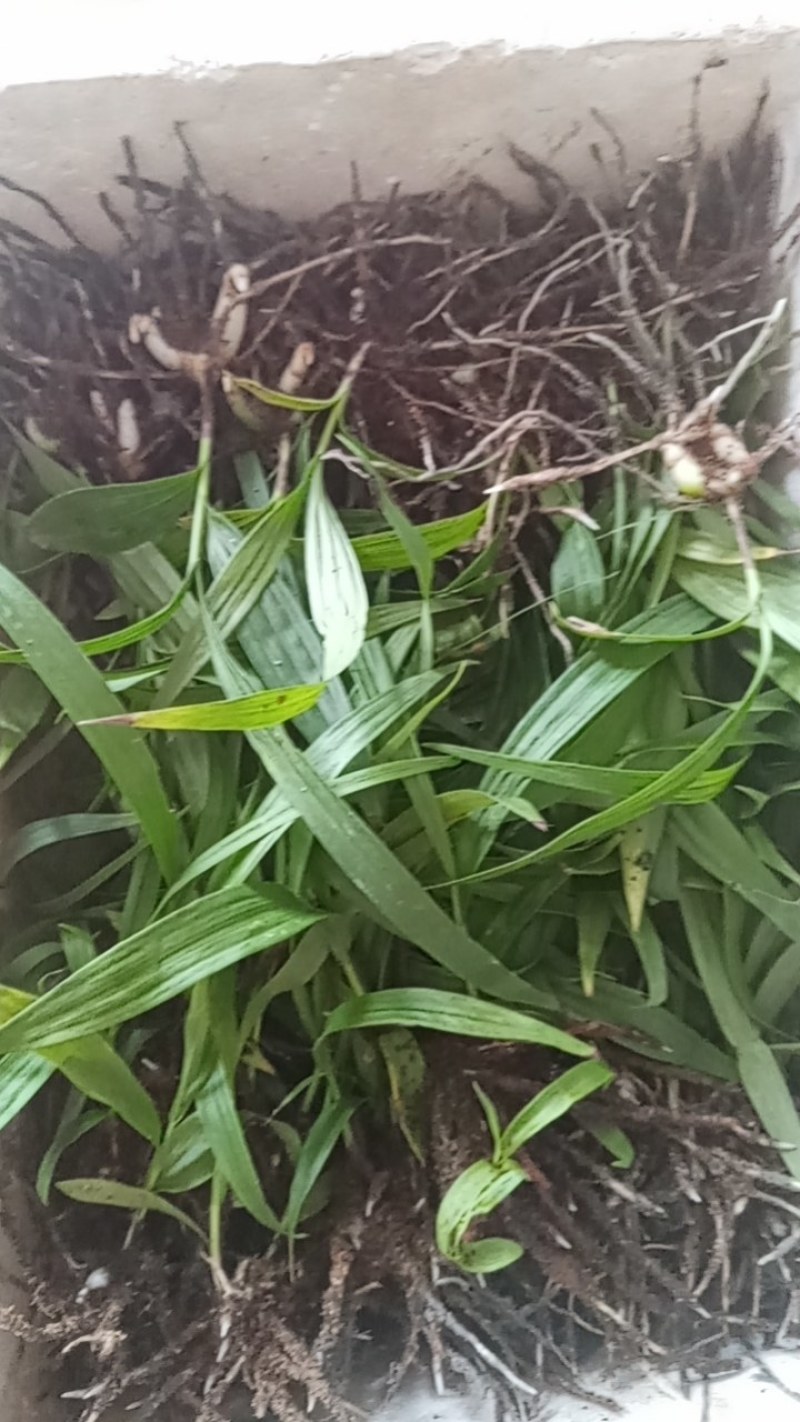 紫花三叉大白芨白芨种苗四川货接受预定