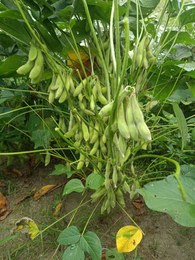 精品新鲜毛豆