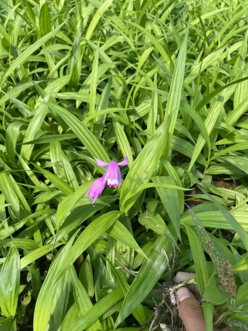紫花三叉大白芨白芨种苗四川货接受预定