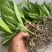 紫花三叉大白芨白芨种苗四川货接受预定