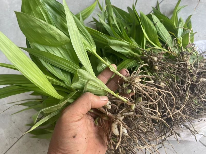 紫花三叉大白芨白芨种苗四川货接受预定