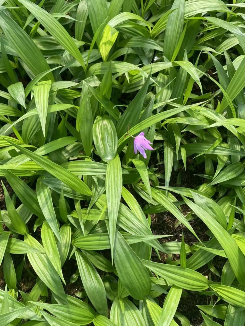 紫花三叉大白芨白芨种苗四川货接受预定