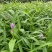 紫花三叉大白芨白芨种苗四川货接受预定