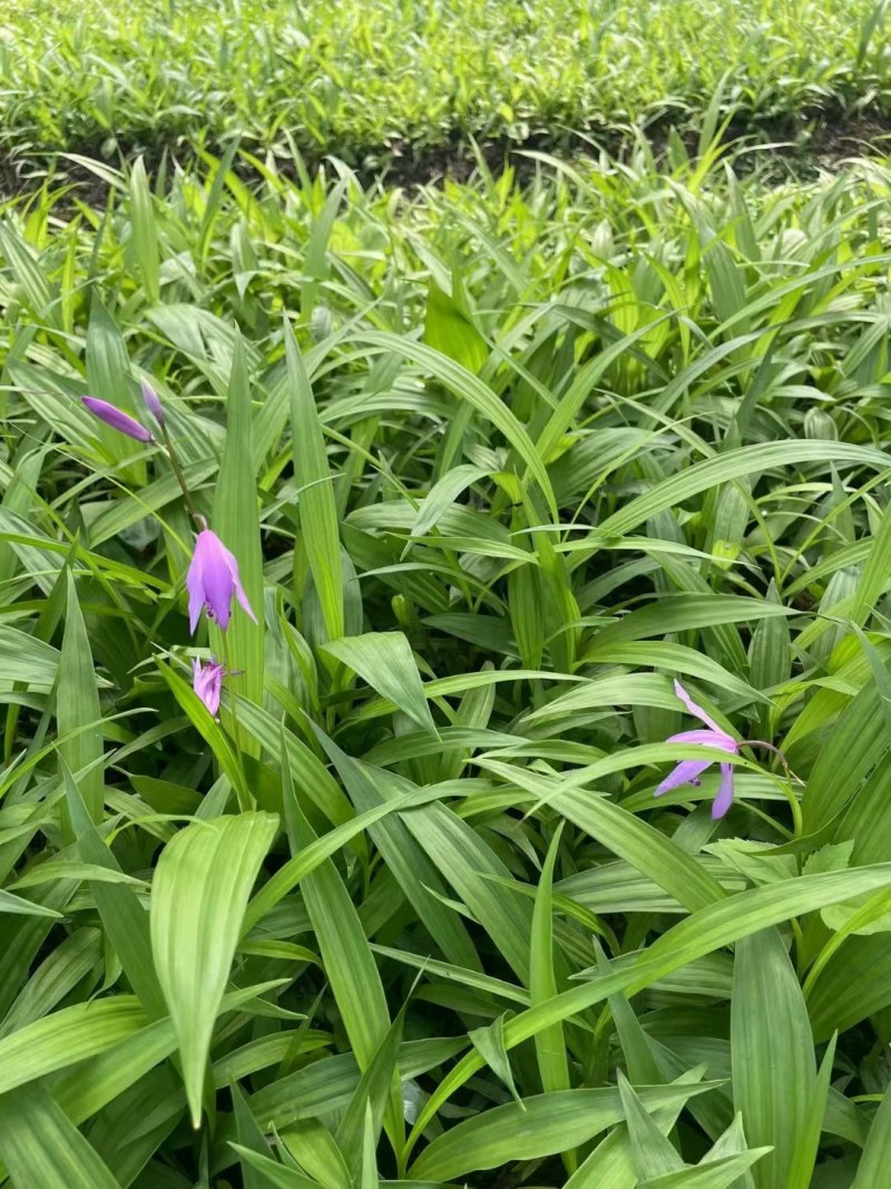 紫花三叉大白芨白芨种苗四川货接受预定