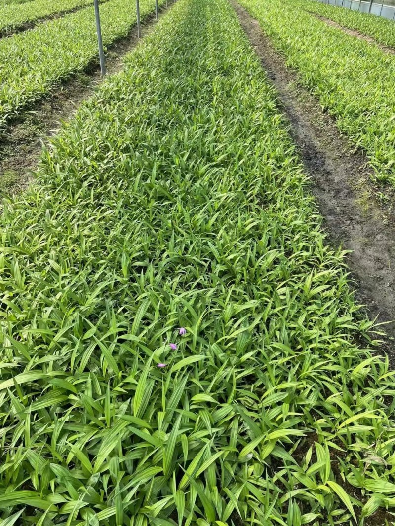 紫花三叉大白芨白芨种苗四川货接受预定
